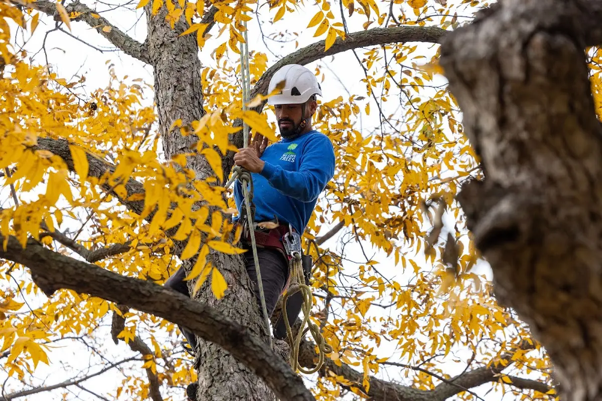 Skilled Tree Planting crew working in Strong